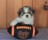 Shih Tzu For Sale Millersburg, OH Male- Spotty *House Trained*
