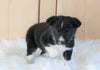 German Shepherd/ Siberian Husky Mix For Sale Millersburg, OH Female- Nova