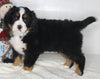 AKC Registered Bernese Mountain Dog For Sale Millersburg OH Male-Benji