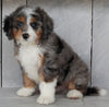 Mini Bernedoodle For Sale Millersburg OH Male-Topper