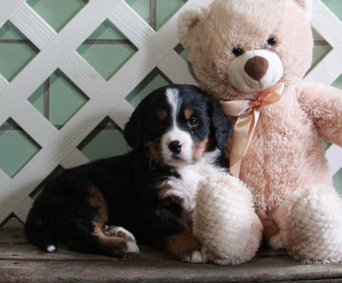 AKC Registered Bernese Mountain Dog For Sale Millersburg, OH Male- Buddy