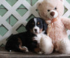 AKC Registered Bernese Mountain Dog For Sale Millersburg, OH Male- Buddy