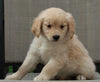 Golden Retriever For Sale Fredericksburg OH Female-Aimee'