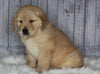 Goldendoodle For Sale Sugarcreek, OH Female- Sophie