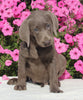 AKC Registered Labrador Retriever For Sale Sugarcreek OH Female-Ivory