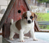 Puggle For Sale Sugarcreek OH Female-Suzie