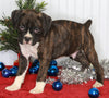 Boxer For Sale Fredericksburg OH Male-Mason
