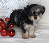 Yorkie-poo For Sale Millersburg OH Female-Minnie