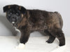 AKC Registered Akita For Sale Millersburg OH Male-Frosty