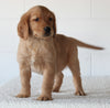 AKC Registered Golden Retriever For Sale Millersburg OH Male-Fritz