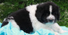 AKC Newfoundland For Sale Millersburg OH -Male Elvis