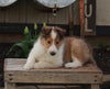 AKC Registered Collie Lassie For Sale Fredricksburg OH Female-Heather