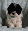 Shih-Poo For Sale Applecreek OH Male-Teddy