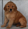 AKC Registered Golden Retriever For Sale Millersburg OH-Female Sophia