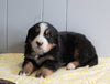 AKC Registered Bernese Mountain Dog For Sale Millersburg, OH Male- Charlie