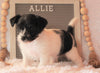 Jack-a-poo For Sale Applecreek, OH Female- Allie