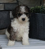AKC Registered Moyen Poodle For Sale Wooster OH Female-Ava