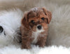 Cavapoo For Sale Baltic, OH Male- Ralphie