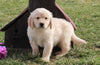 AKC Registered Golden Retriever For Sale Fredericksburg, OH Male- Lewie
