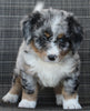Mini Bernedoodle For Sale Mt Hope OH Male-Oliver