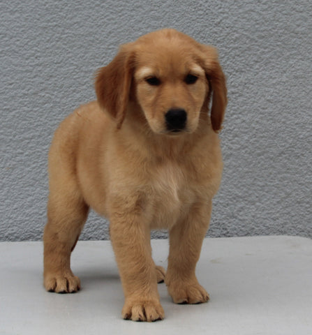 ACK Registered Golden Retriever For Sale Brinkhaven OH Female-Brie