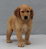 ACK Registered Golden Retriever For Sale Brinkhaven OH Female-Brie
