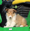 AKC Registered Collie Lassie For Sale Fredericksburg OH Male-Hector