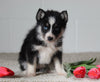 Pomsky For Sale Holmesville OH Female-Izzy