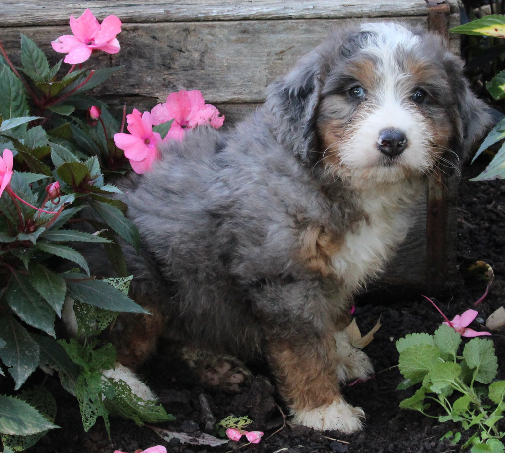 Mini Bernedoodle For Sale Millersburg OH MaleKing AC Puppies LLC