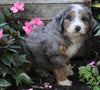 Mini Bernedoodle For Sale Millersburg OH Male-King