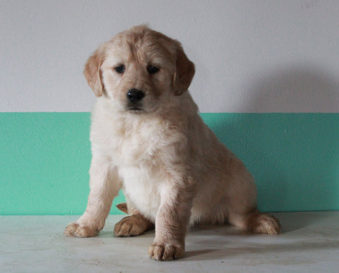 AKC Registered Golden Retriever For Sale Dundee, OH Female- Penny