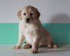 AKC Registered Golden Retriever For Sale Dundee, OH Female- Penny