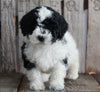 AKC Registered Moyen Poodle For Sale Wooster OH Male-Koda