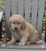 AKC Registered Golden Retriever For Sale Fredericksburg OH Male-Lance
