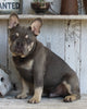 AKC Registered French Bulldog For Sale Millersburg OH -Male Storm