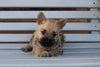 AKC Registered Cairn Terrier For Sale Millersburg OH Male-Adam