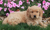 AKC Registered Golden Retriever For Sale Millersburg OH Male-Ozzy