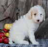 F1B Medium Labradoodle For Sale Millersburg OH Female-Flurry