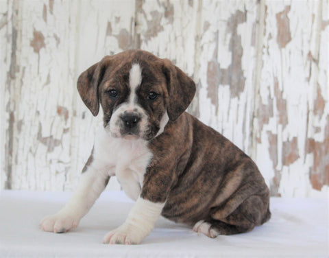 Beabull For Sale Holmesville, OH Female- Maggie