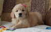 Golden Retriever For Sale Sugarcreek, OH Female- Carma
