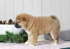 AKC Registered Shiba Inu For Sale Dundee, OH Female- Beauty