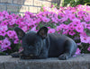 AKC Registered French Bulldog For Sale Millersburg OH Male Carson