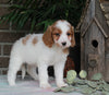 Medium F1BB Goldendoodle For Sale Millersburg OH Female-Dollie