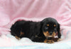 Cavalier For Sale Millersburg OH Female-Teresa