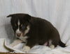 Texas Heeler Siberian Husky Mix For Sale Fredericksburg OH Female-Tootsie