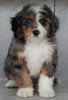 Mini Bernedoodle For Sale Millersburg OH Male-Topper