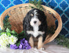 Bernedoodle For Sale Sugarcreek, OH Male- Ryder