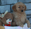 AKC Registered Golden Retriever For Sale Brinkhaven OH Female-Daphne