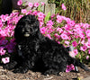 F1B Medium Labradoodle For Sale Millersburg OH Male-Fred SOLD