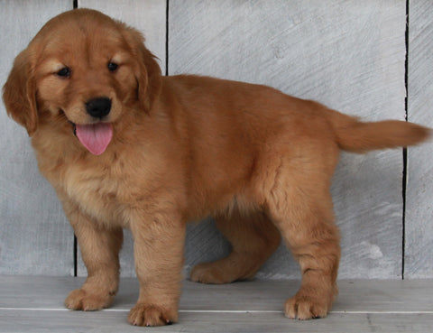 AKC Registered Golden Retriever For Sale Millersburg OH-Female Sophia